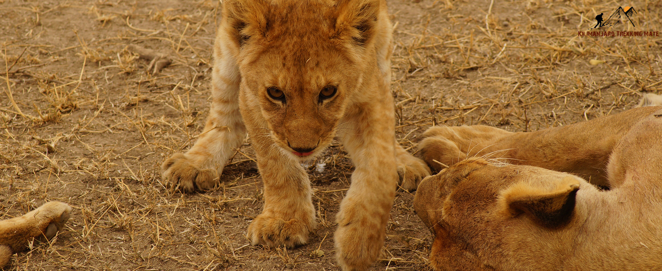 Tanzania safari