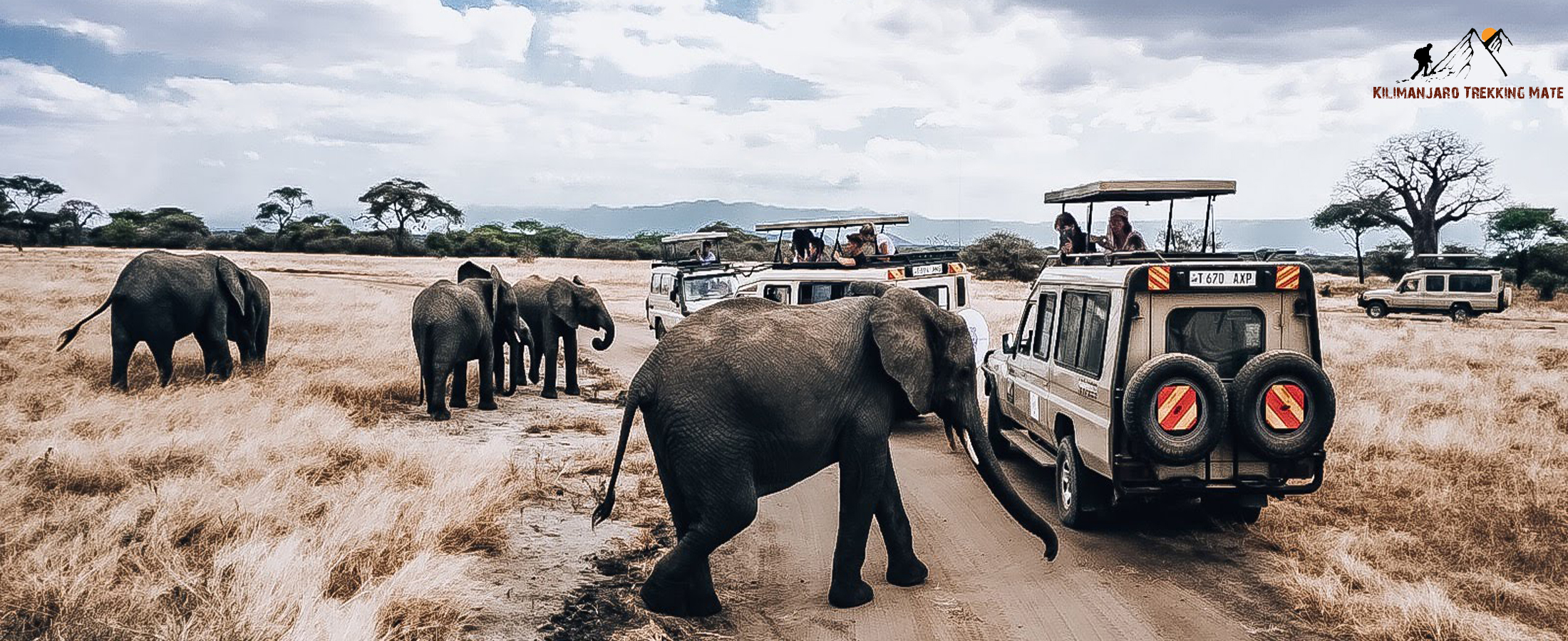 Tanzania safari