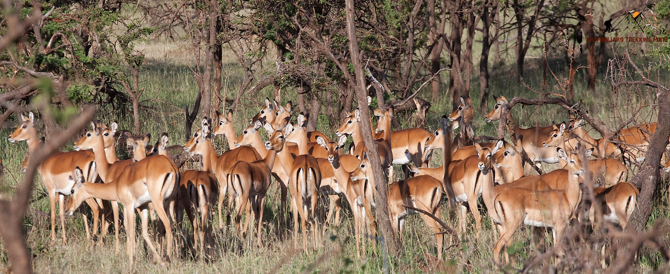 Wildlife safari
